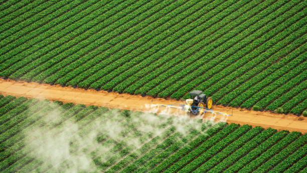 Best Ant Control Services  in Presidio, TX