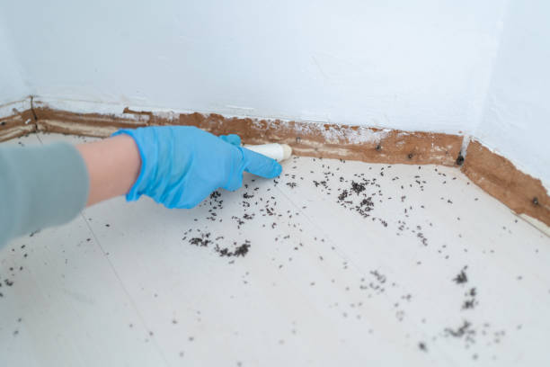 Insect Control in Presidio, TX